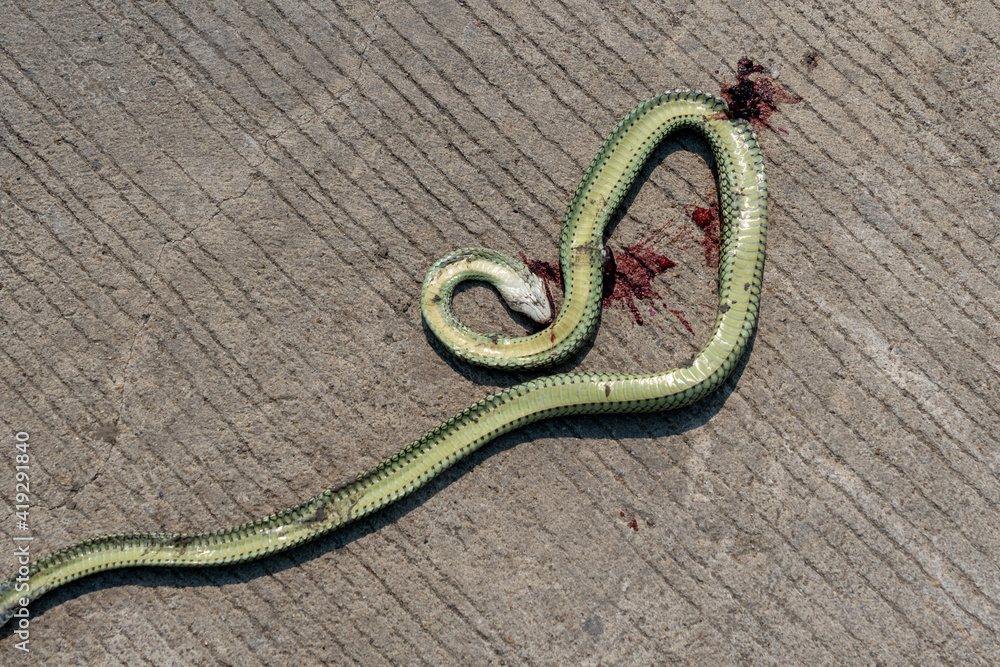 Fototapeta premium Dead Green Snake 