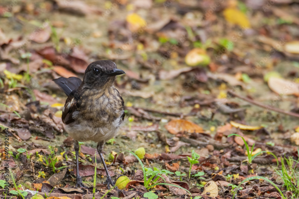 Fototapeta premium beautiful oriental-magpie robin in nature