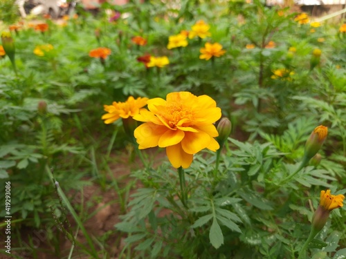The French marigold flower. Tagetes in the garden. Tagetes garden flowers. Tagetes magic flowers. Blooming vibrant yellow and orange French marigold (Tagetes patula) in the garden. French marigold .