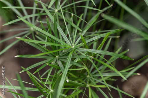 Canvas Print cyperus plant close-up. homemade green plant
