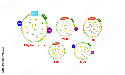 Lipoproteins [HDL, LDL, Chylomicrons, VLDL, IDL] photo