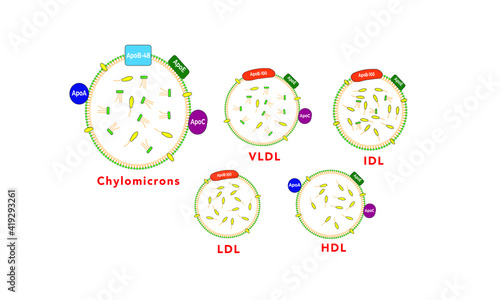 Lipoproteins [HDL, LDL, Chylomicrons, VLDL, IDL]