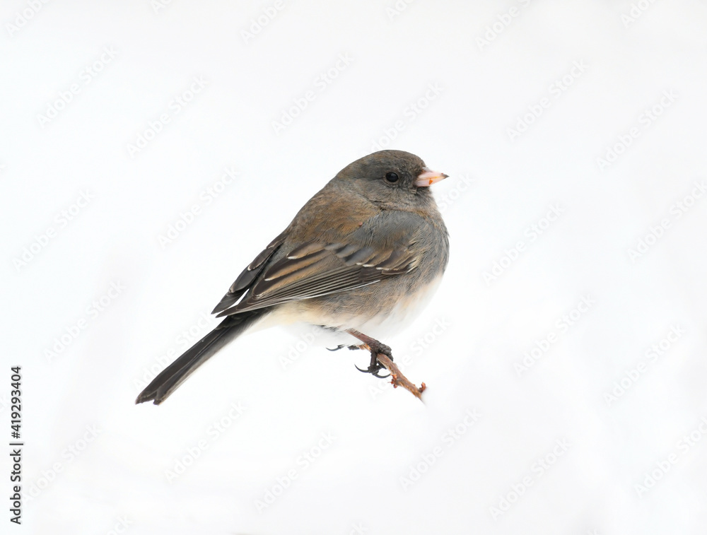 black eyed junco standing on snow covered tree branch
