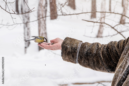 a man feeds a bird tit from his hands in winter close-up. care and feeding of birds in winter, in the cold season