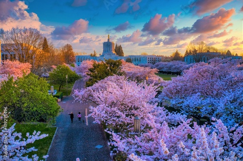 Cherry blossoms at the Capitol