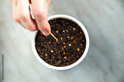 Seeds are planted in ground in white bowl standing on gray surface