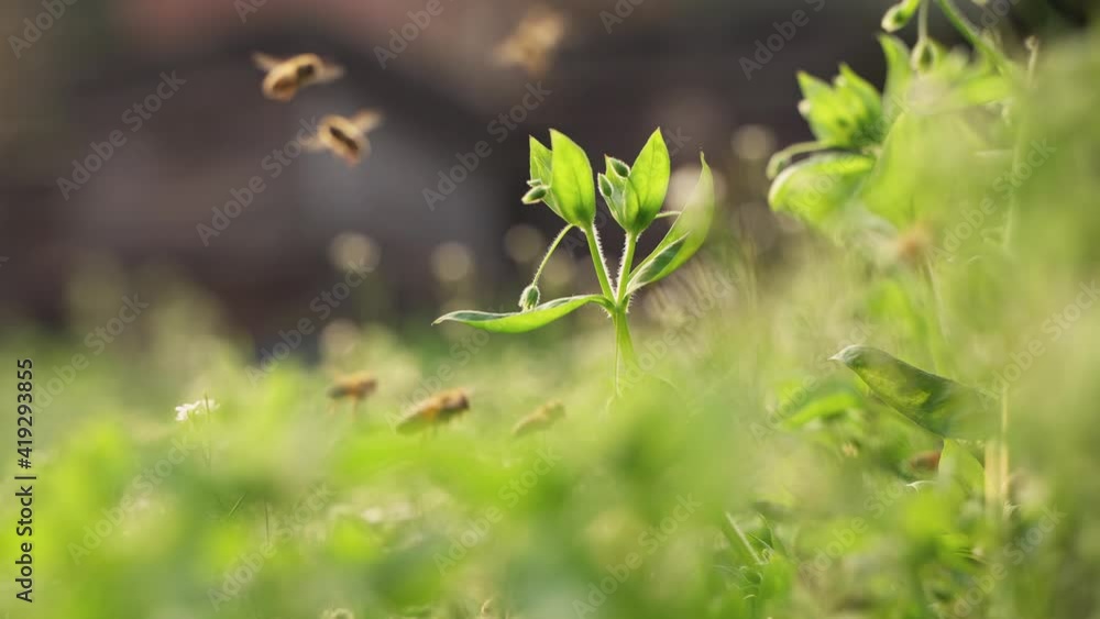 4k 120 fps slow motion of honey bees flying around in sunshine spring nature field with blooming grass flowers 4k 120 fps slow motion of honey bees flying around in sunshine spring nature field with blooming grass flowers