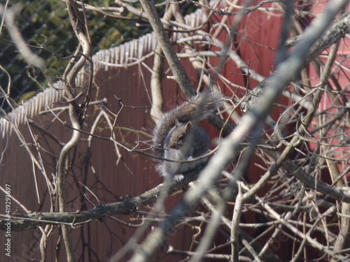 Squirrel adventures in the tree