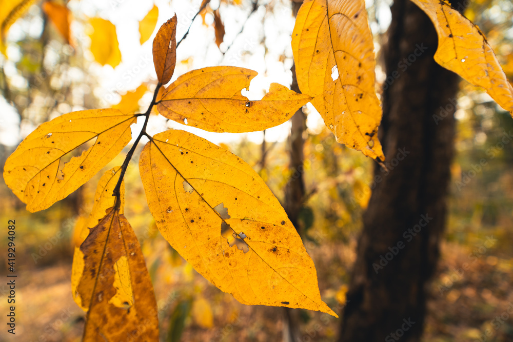 Obraz premium Yellow and green leaves in the tropical forest