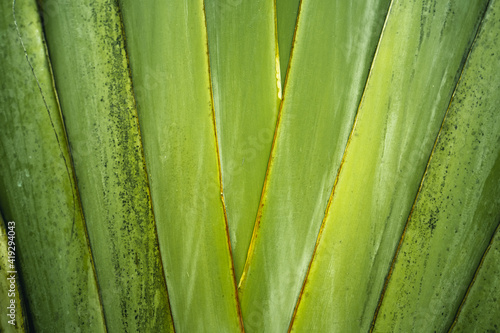 Close-Up Of  Dark green leaves