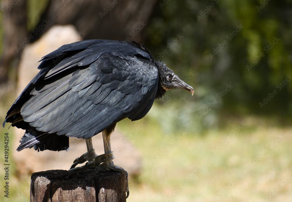Naklejka premium zopilote de zoologico mexicano