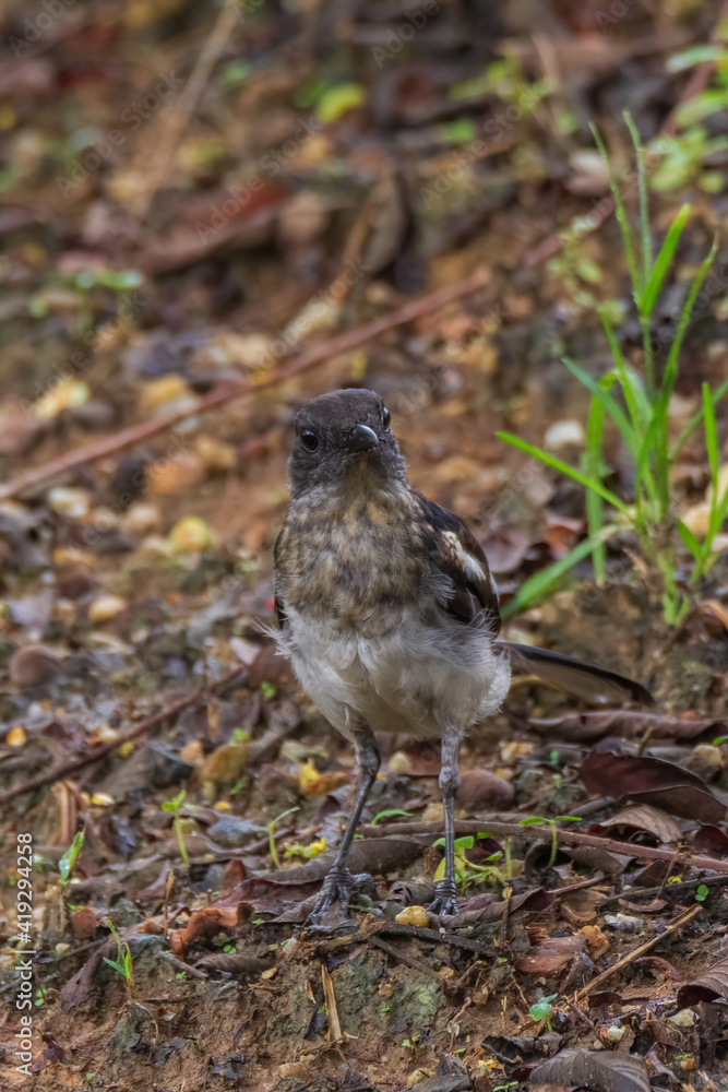 beautiful oriental-magpie robin in nature beautiful oriental-magpie robin in nature