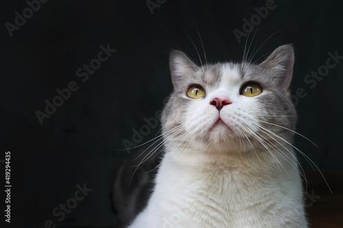 Scottish Fold cat are sitting on black background. Portrait of the white kittens are sitting for look something.