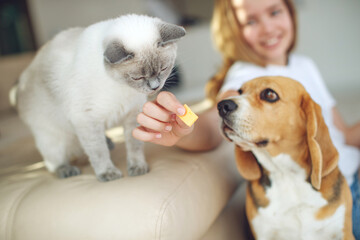 The child feeds the dog and cat together. House. Close-up. The concept of pet food, treat. High quality photo.