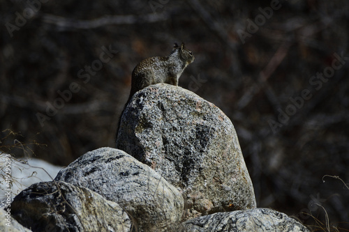 squirrel sentry