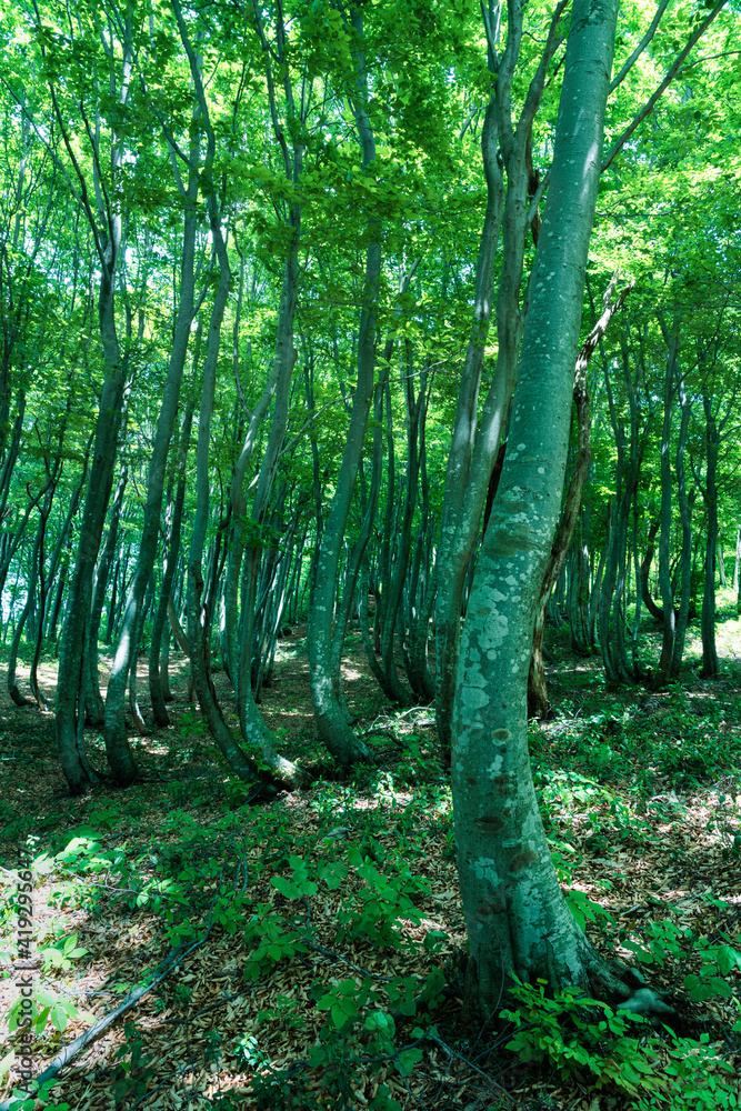 Obraz premium 日差しの強い5月のブナの森