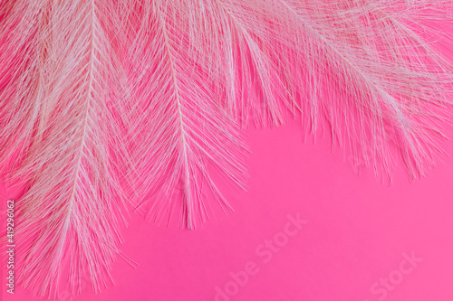 delicate pink feathers on bright magenta background. Abstract pink background, space for text. © Ninaveter