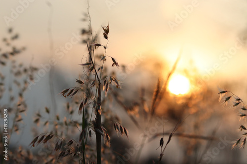 Blurred, landscape sunset on the grass, the natural beauty in the meadow.