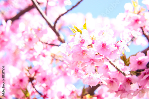 桜 新生活 美しい サクラ さくら ピンク 花 花見 花びら 満開 入学 新生活