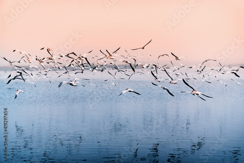 Colony of seabirds flying over the river. Flock of least tern birds, Guadalupe Dunes, California