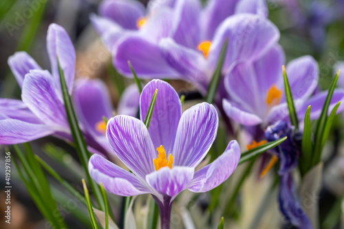 The Crocus sativus, or saffron crocus, or autumn crocus flowers sold at the glasshouse photo