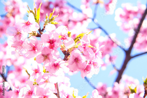 桜 さくら ピンク サクラ 美しい 春 満開 淡い かわいい きれい 優美 入学 卒業 © rin