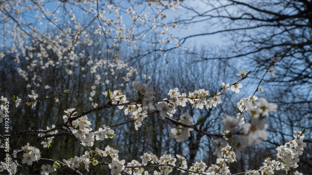Brown branch of blooming cherry plum dotted with small spring white flowers against background of bare branches of trees behind and blue sky. The picture was taken in front of the sun. Brown branch of blooming cherry plum dotted with small spring white flowers against background of bare branches of trees behind and blue sky. The picture was taken in front of the sun.