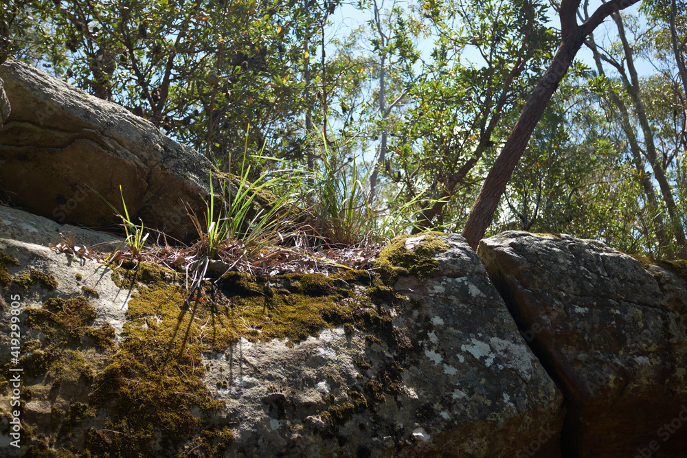 Mossy Stone Mossy Stone