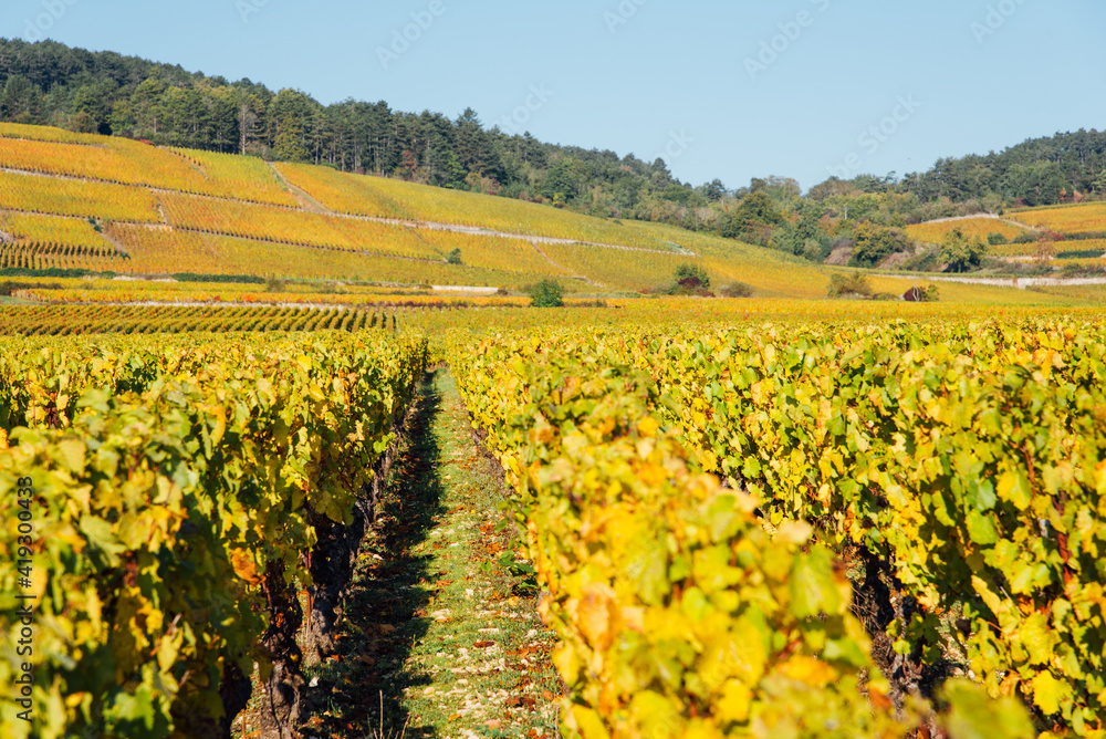 Des vignes en automne. Le vignoble de la Côte-d'Or en Bourgogne.  Des rangs de vigne jaunes.