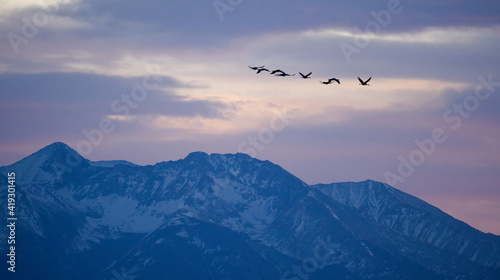 Sandhill Cranes migrating above Colorado