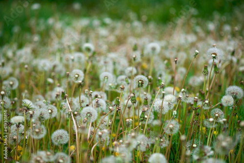 Soft fluffy dandelions in the sunlight on a blue toned background. Beautiful spring nature. Selective focus