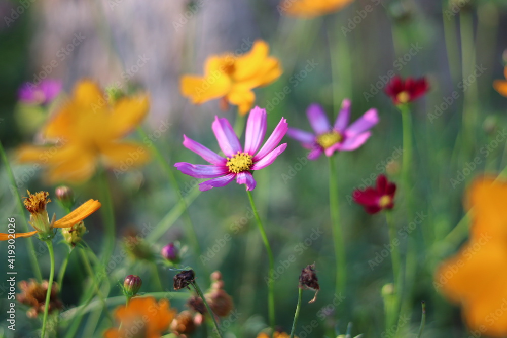 Beautiful blurred background of colorful flower. Beautiful blurred background of colorful flower.
