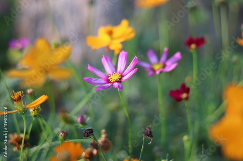 Beautiful blurred background of colorful flower.