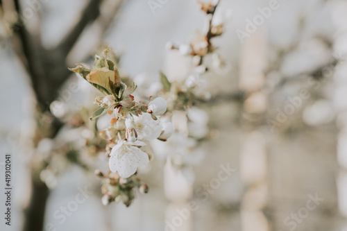 Blossoming white flowers of cherry in a blurry garden background. Spring garden bloom. Pastel floral pattern. Easter, Mother’s day, Women’s day greeting card.