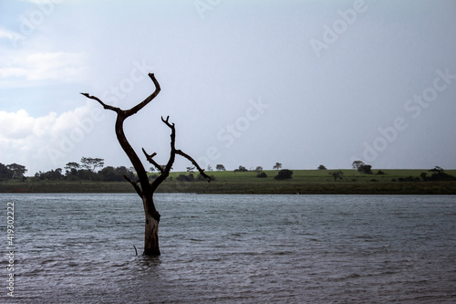 Dead trees with bare branches and bark standing upright in the water and blue sky in Brazil © AlfRibeiro