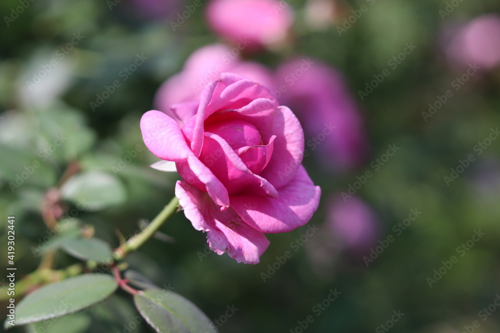 Beautiful blurred background of rose pink blooming in garden outdoor.