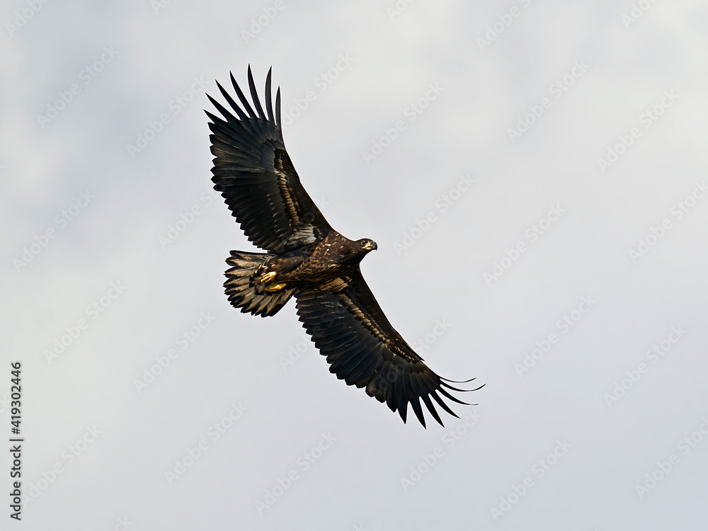 Obraz premium White-tailed eagle (Haliaeetus albicilla)