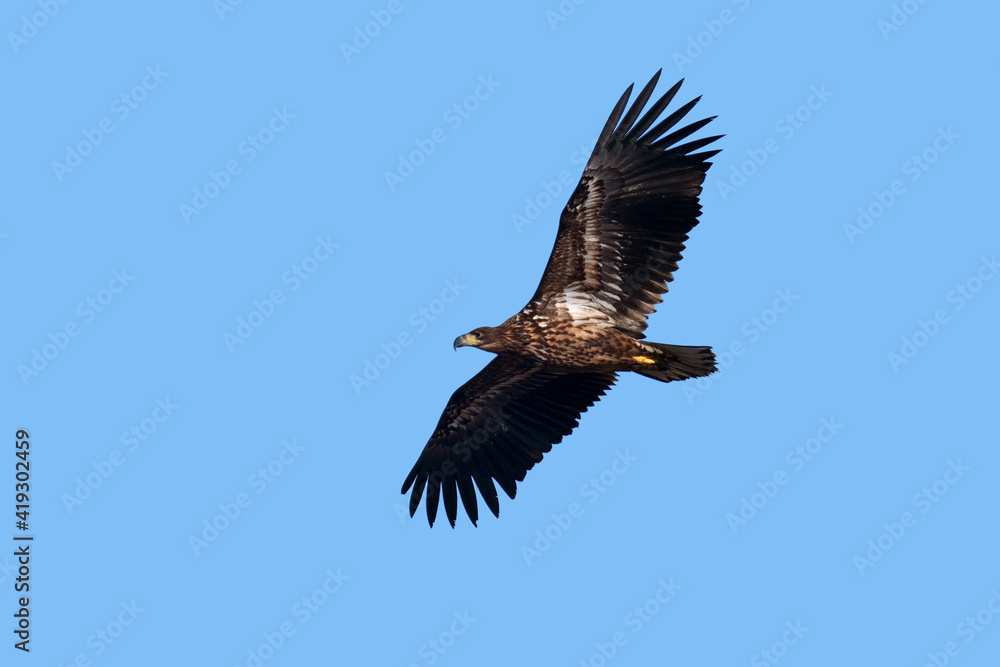 Fototapeta premium White-tailed eagle (Haliaeetus albicilla)