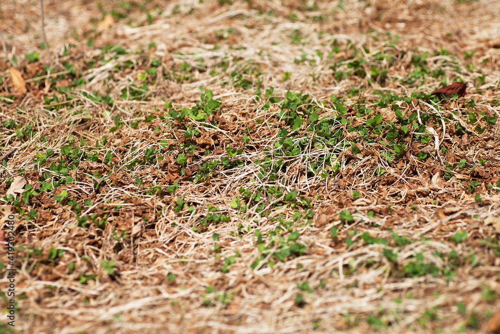 Green buds in withered grass Green buds in withered grass