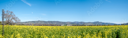 Panorama yellow flowers field in Napa California © Raul