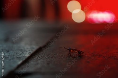 Close-up cockroach on a night street in China.