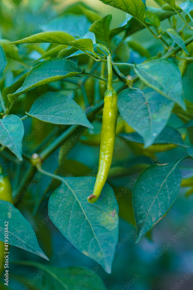 Green chili agriculture field in India Green chili agriculture field in India
