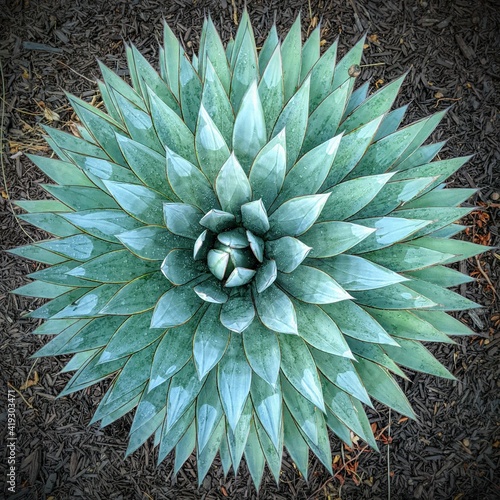 Agave from above