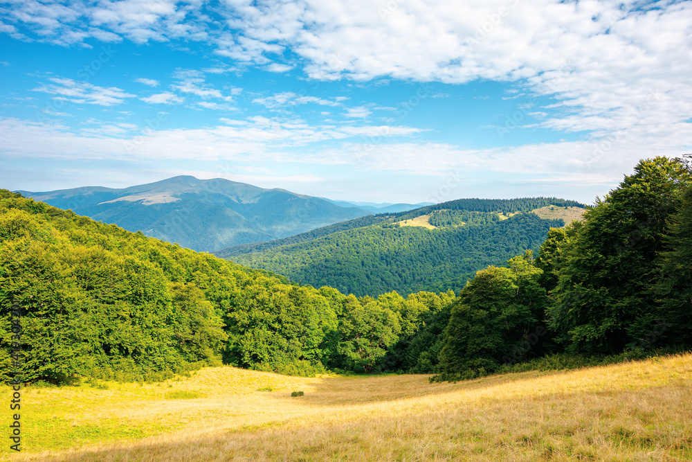 forest and meadow on the hill. beautiful carpathian mountain landscape in summer. Blyznytsya peak in the distance. wonderful sunny weather with clouds on the sky forest and meadow on the hill. beautiful carpathian mountain landscape in summer. Blyznytsya peak in the distance. wonderful sunny weather with clouds on the sky