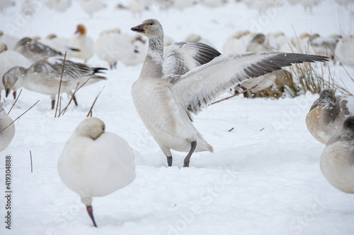 close up of a snow goose in front of the pack standing on the snow with one leg flipping its wings