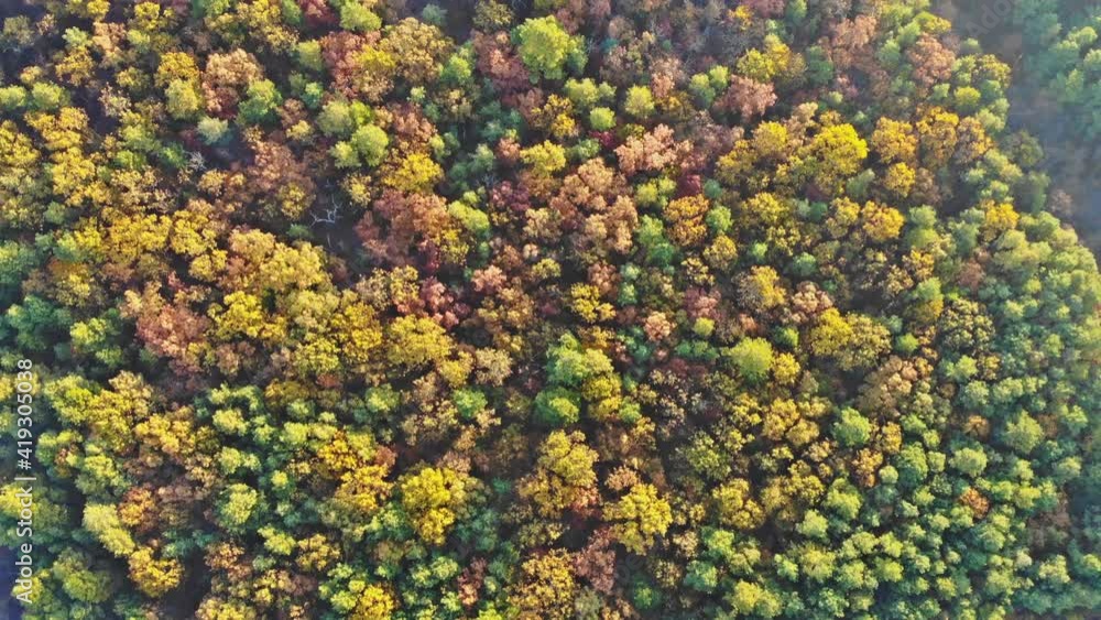 Aerial drone view, autumn mixed forest, yellow deciduous trees Aerial drone view, autumn mixed forest, yellow deciduous trees