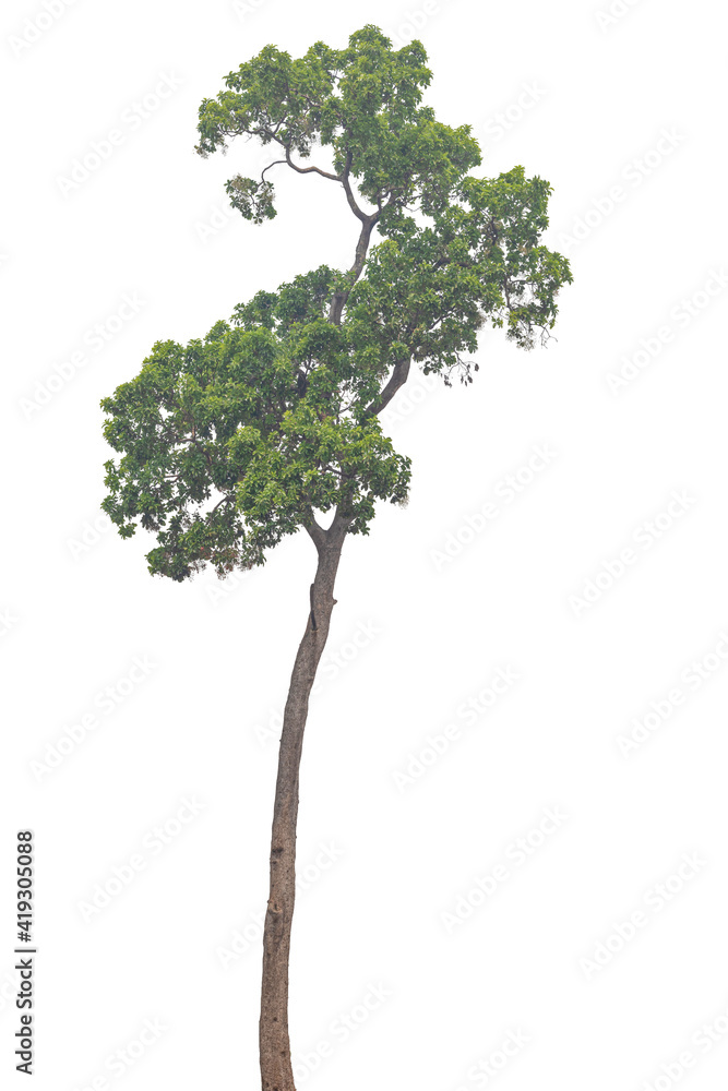 Tree isolated on white background Tree isolated on white background