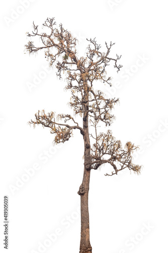 Branch of dead tree with clipping path isolated on white background.