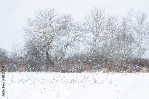 Wallpaper Mural open field with leafless trees in the background during a snow storm Torontodigital.ca