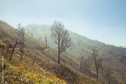 Foto Mystical mountain landscape with dried trees